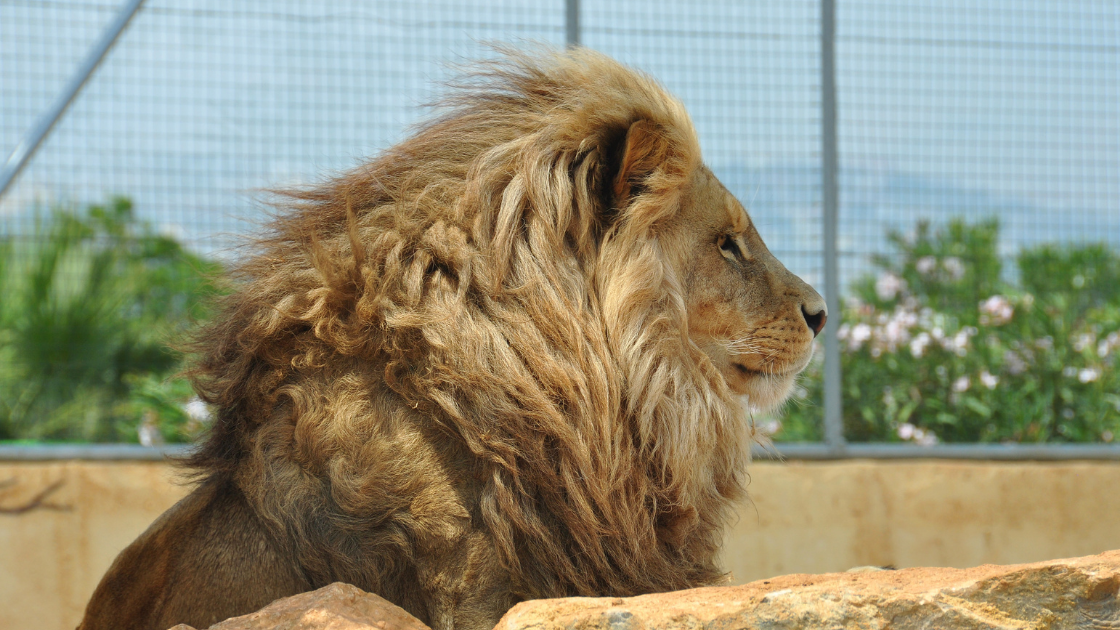 Lion Scavenging Image