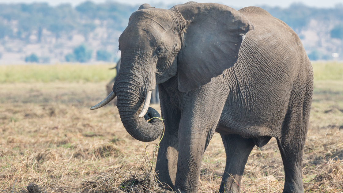 What do Elephants Eat? Discover The Elephant Diet (with Photos