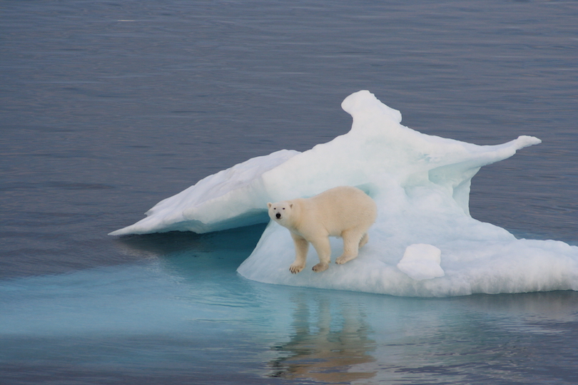 where do polar bears live map