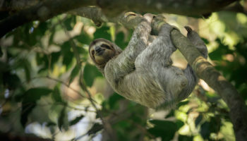 Places Where Sloths Live in the Wild