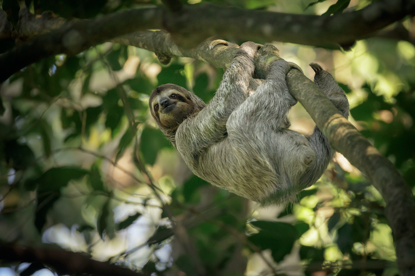 10 Places Where Sloths Live in the Wild (with Photos) - WildlifeTrip