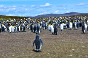 Places Where Penguins Live in the Wild
