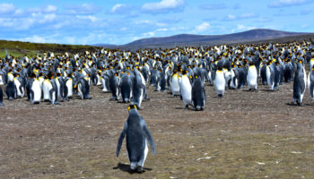 Places Where Penguins Live in the Wild