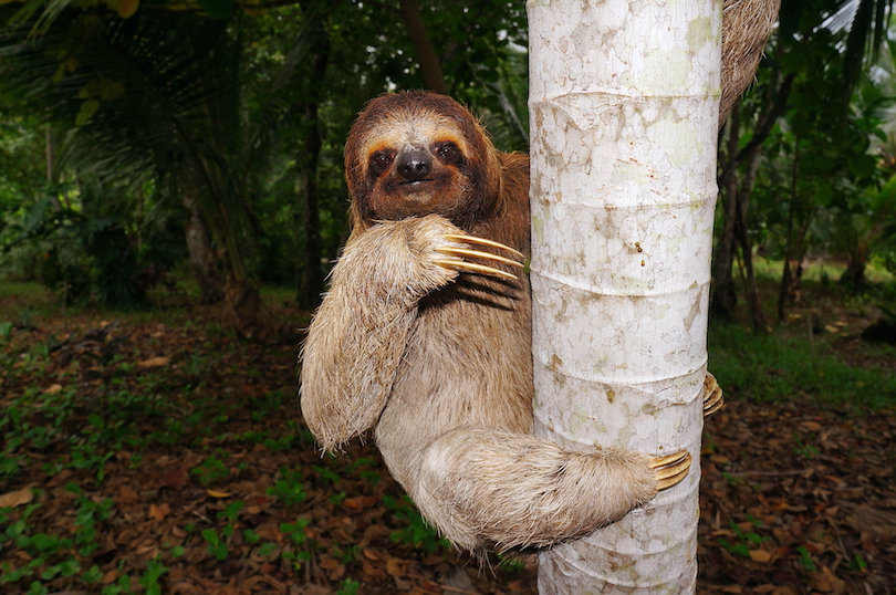 10 Places Where Sloths Live in the Wild (with Photos) - WildlifeTrip