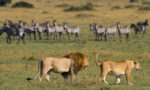 Places Where Lions Live in the Wild