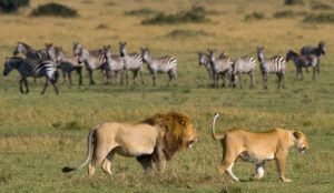Places Where Lions Live in the Wild