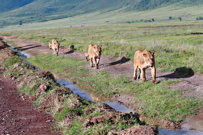 Tanzania Lions