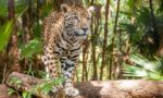 Where do Jaguars Live?