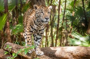 Where do Jaguars Live?