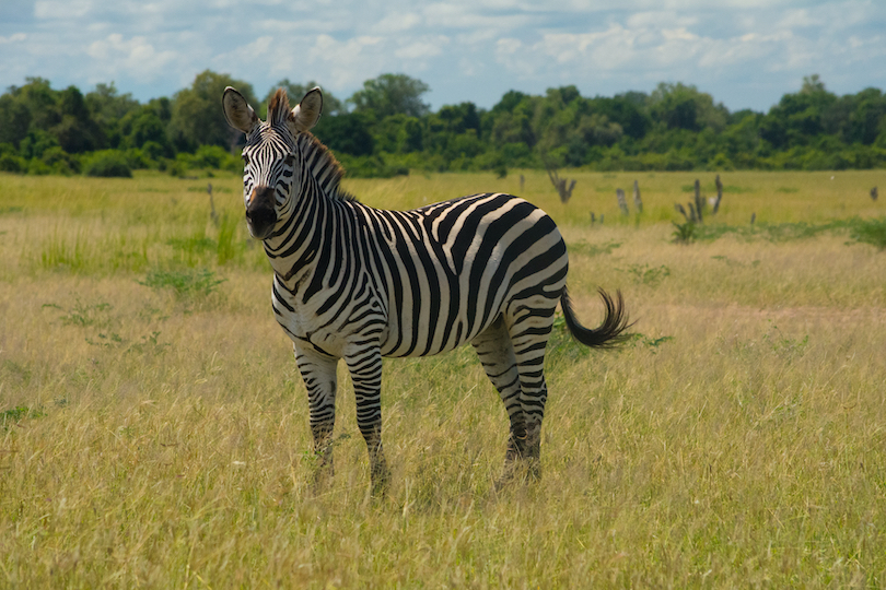 10 Places Where Zebras Live In The Wild