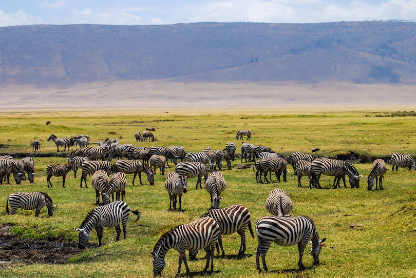 Where Do Zebras Live Habitat