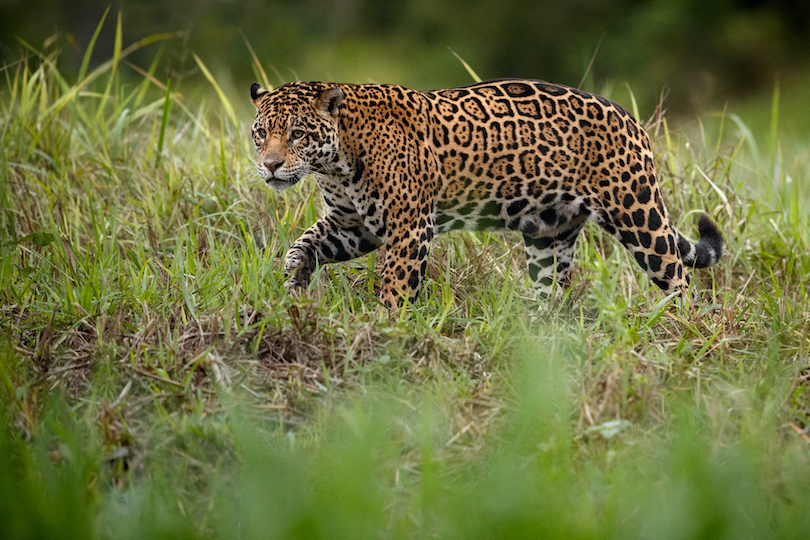 Where do Jaguars Live?