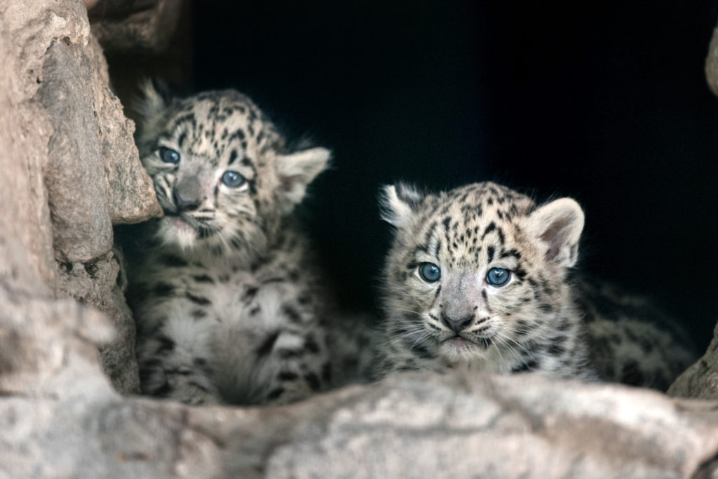 baby leopard