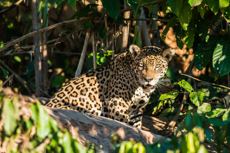 How Long Do Jaguars Live? Discover The Jaguar Lifespan (with Photos 