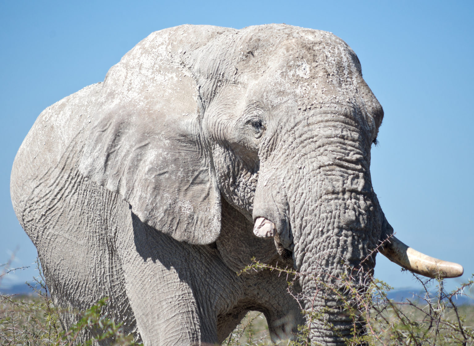 How Long do Elephants Live? Discover the Elephant Lifespan (with Photos