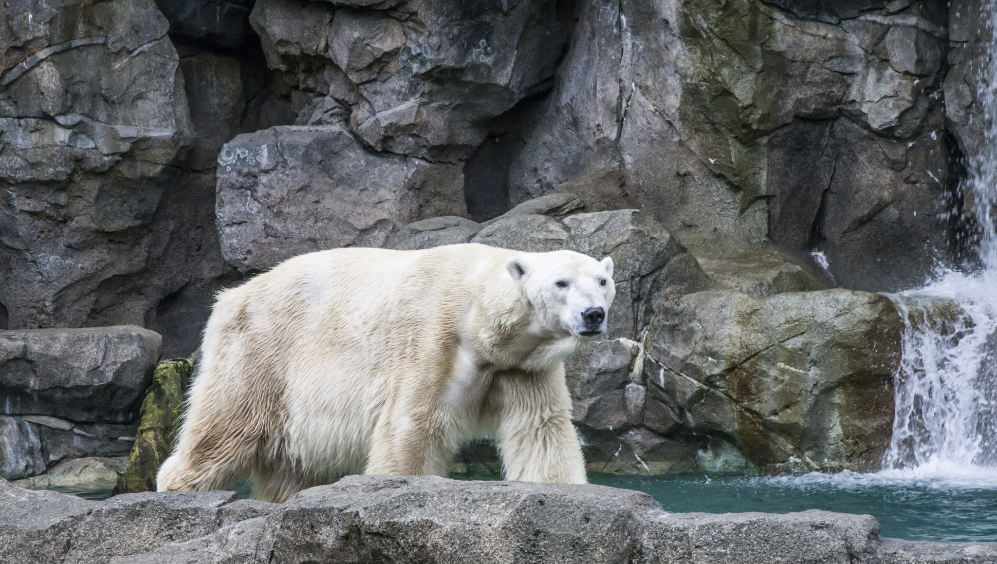 How Long Do Polar Bears Live? Discover the Polar Bear Lifespan (with ...