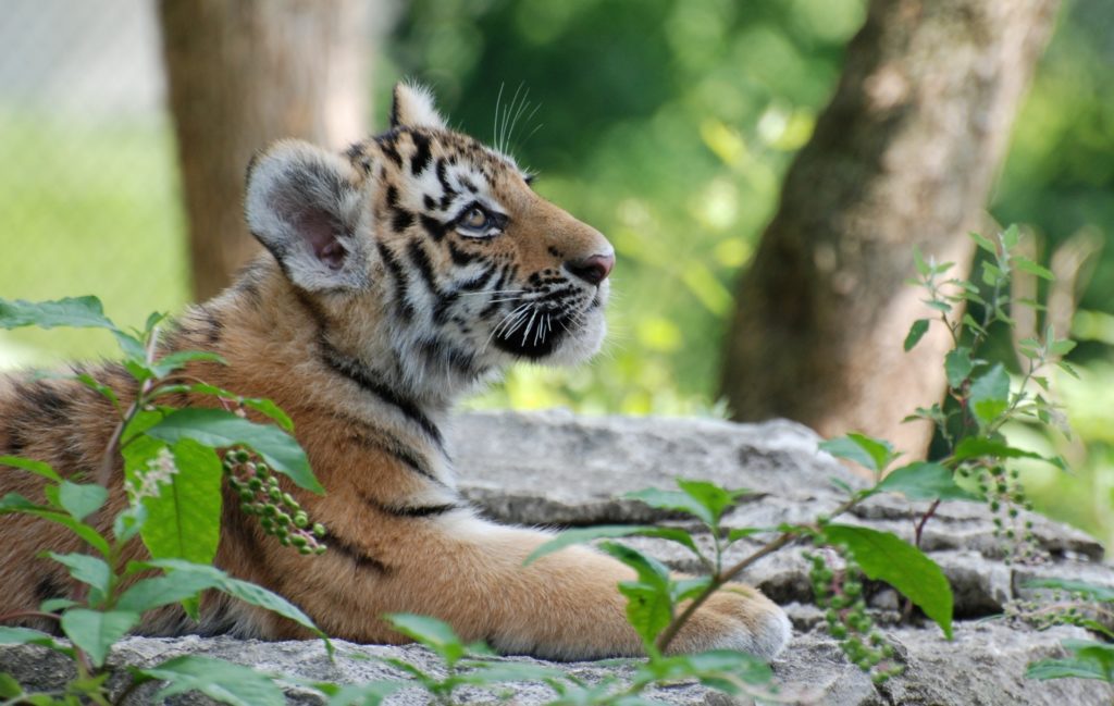 Tiger cub profile
