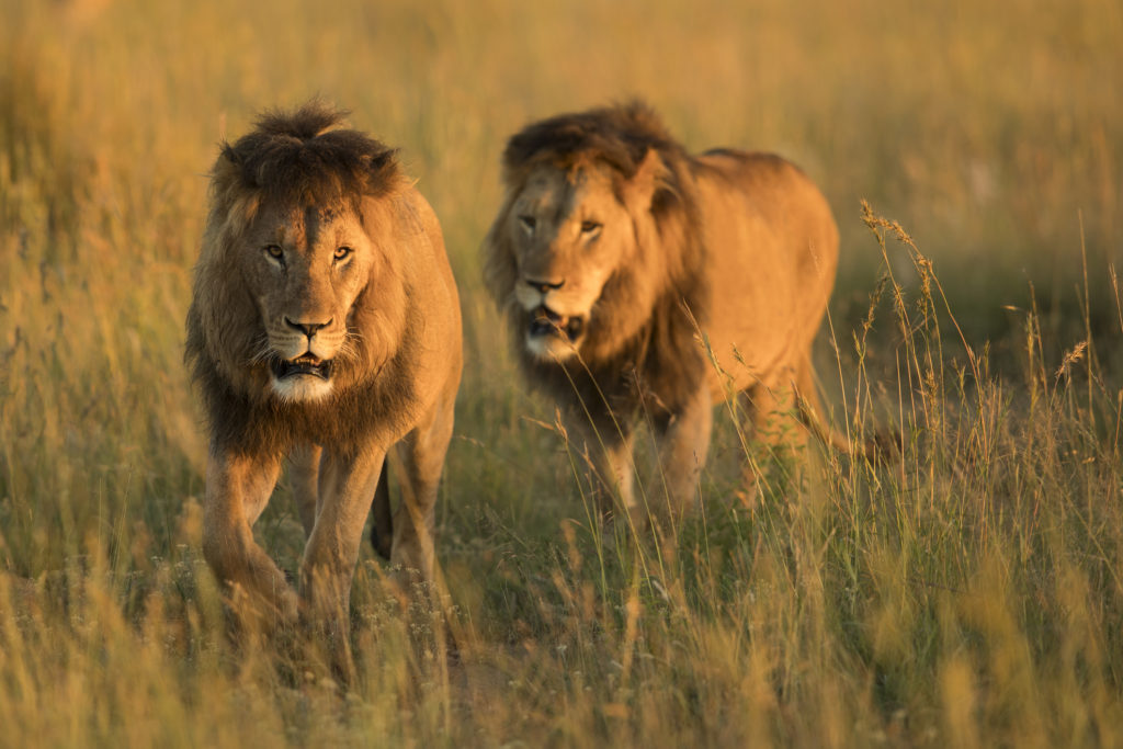 Lion in wild in Kruger South Africa