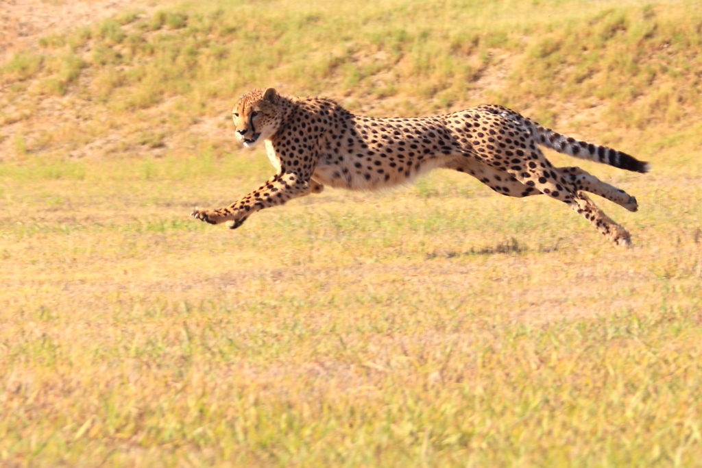 Cheetah running fast