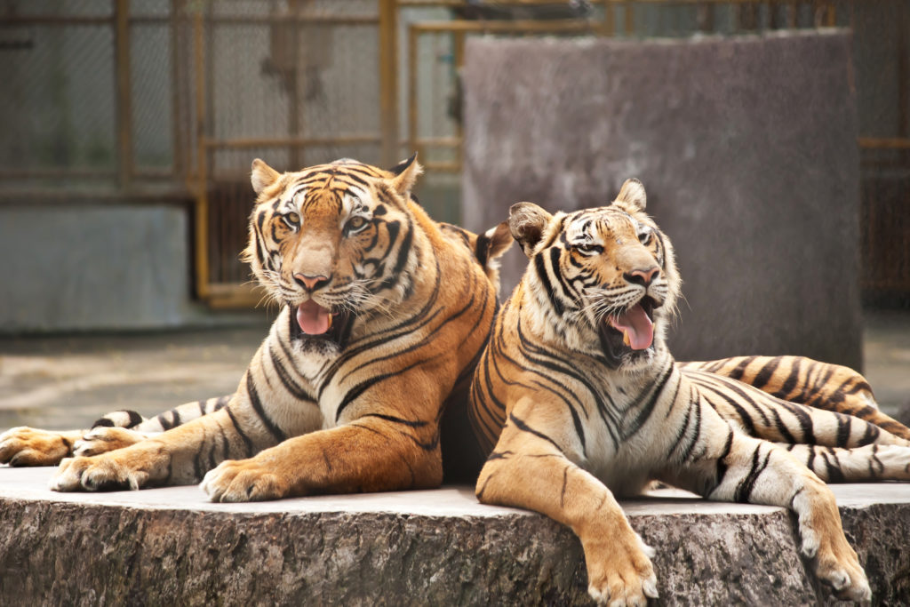 Life Cycle of Bengal Tiger - Birth, Adult, Territory, Death