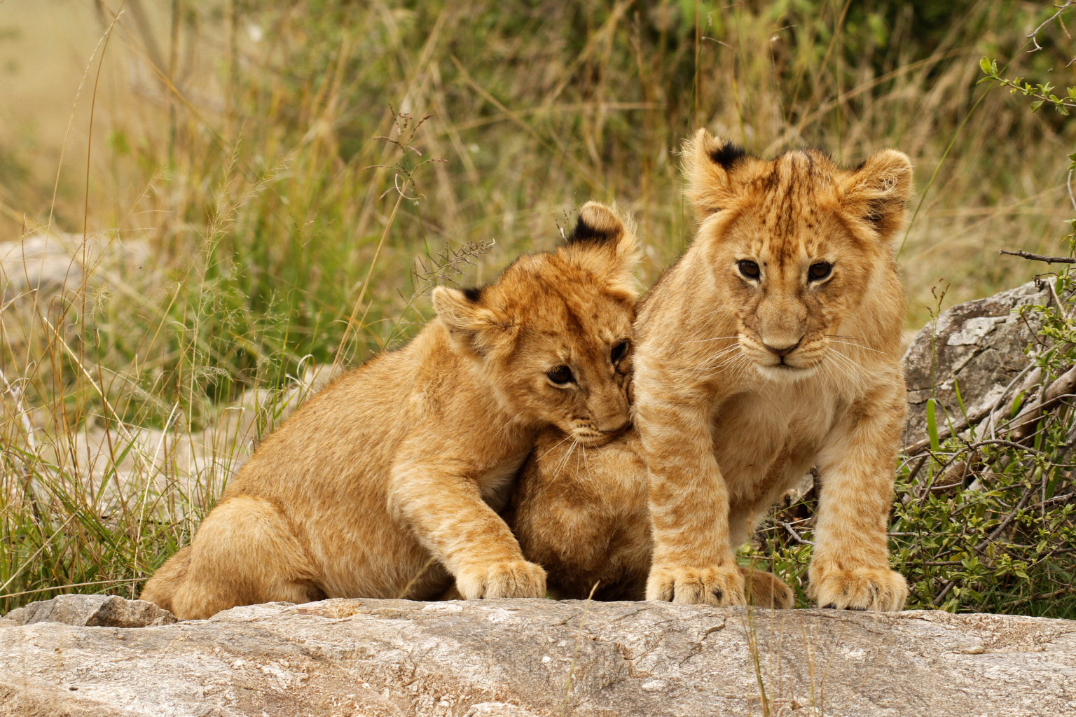 How Long do Lions Live? Discover the Lion Lifespan (with Photos