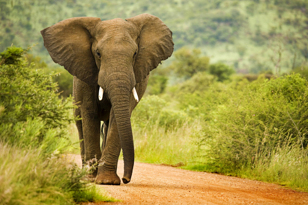 African elephant