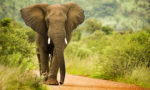 How Long do Elephants Live?