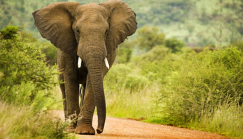 How Long do Elephants Live?
