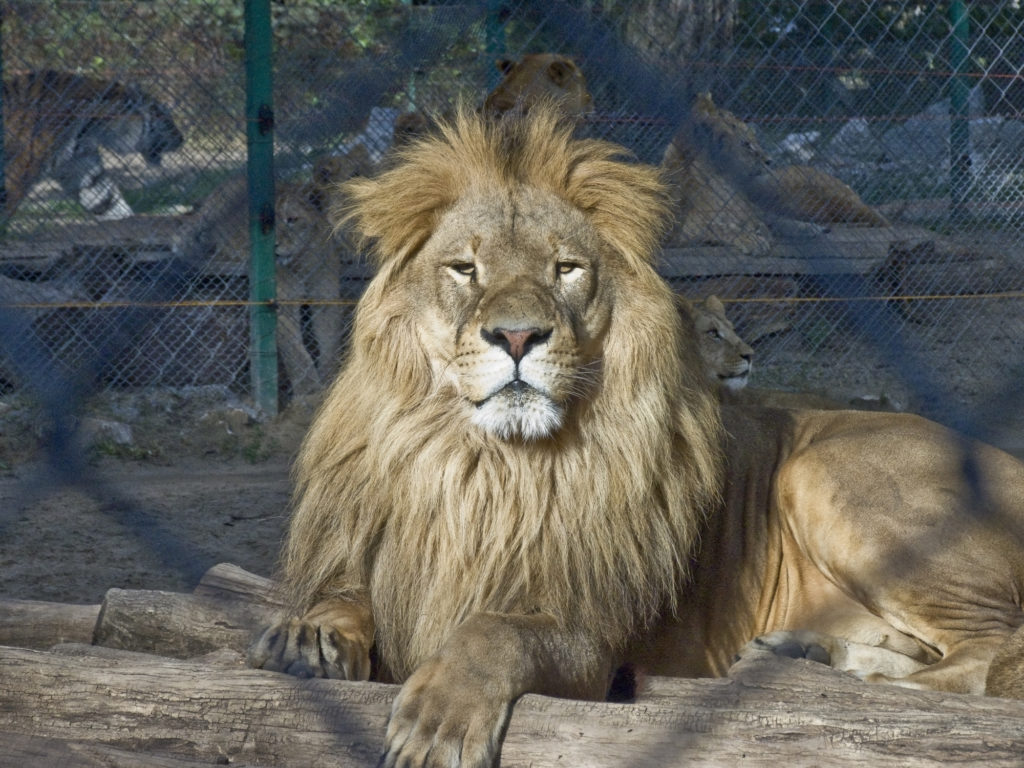 Proud lion in Zoo