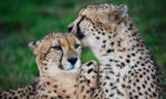 How Long do Cheetahs Live?