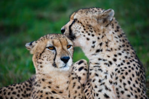 How Long do Cheetahs Live?