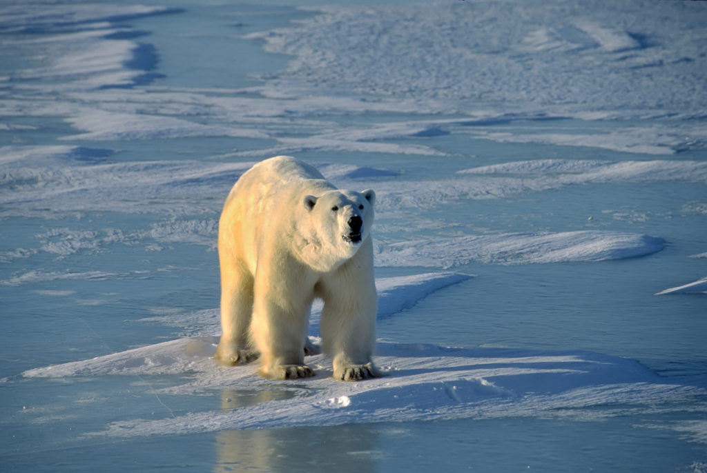 Polar bear