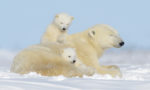 How Long Do Polar Bears Live?