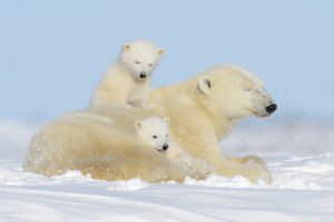 How Long Do Polar Bears Live?