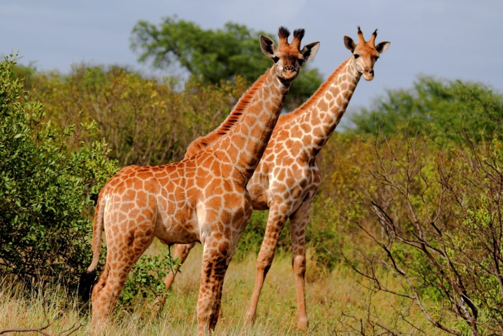 how-long-do-giraffes-live-discover-the-giraffe-lifespan-with-photos