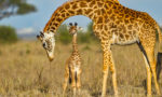How Long do Giraffes Live?