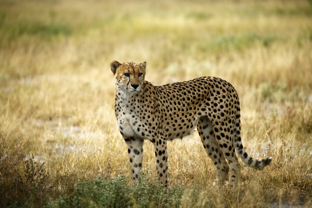 Regal Cheetah
