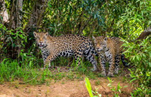 How Long do Jaguars Live?