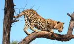 How Long do Leopards Live?