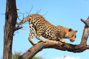 How Long do Leopards Live?