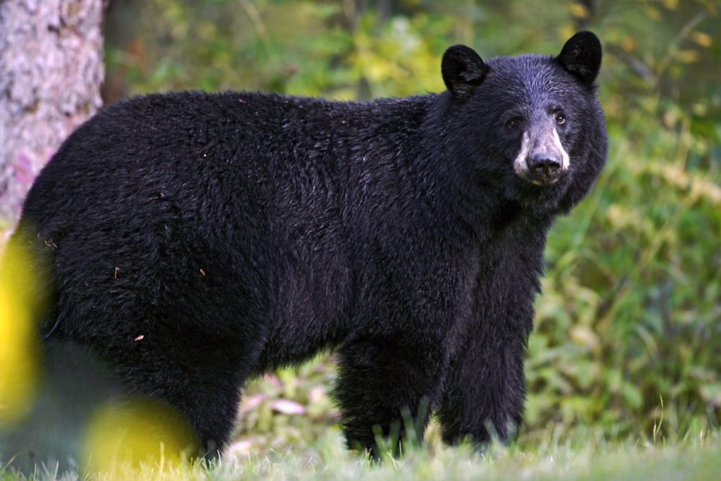 Black Bear