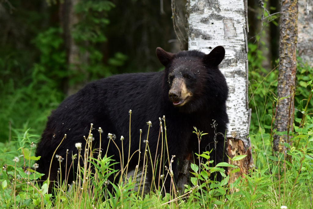 Black Bear