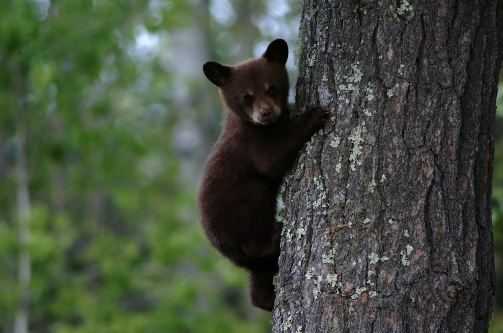 Black Bear Cub