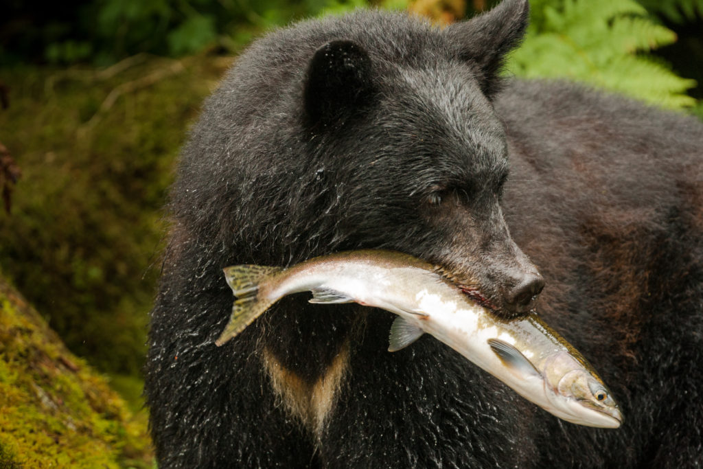 Black Bear eating