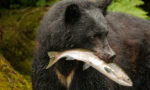 What do black bears eat?