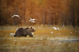 How Long Do Brown Bears Live?