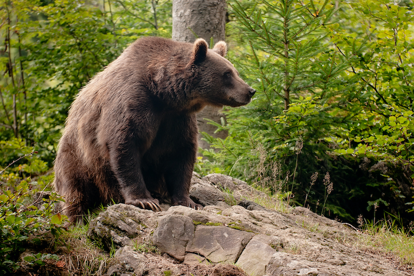  Oso pardo