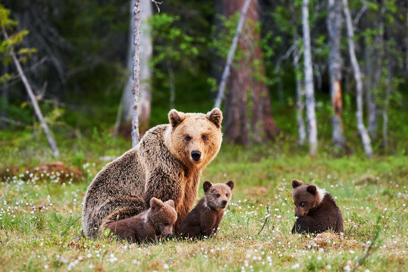 Brown Bear Cubs