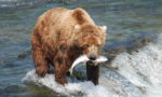 What do Brown Bears Eat?
