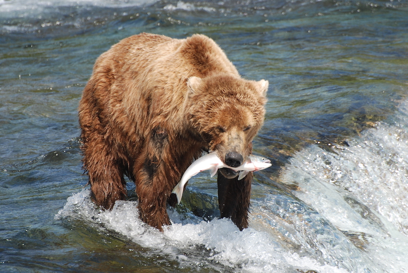  Oso pardo comiendo pescado